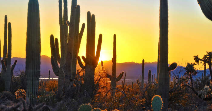 10 Best Phoenix National Parks For Every Nature Lover