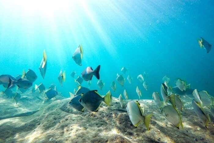 snorkeling