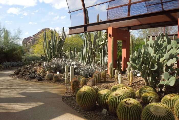 Desert Botanical Garden