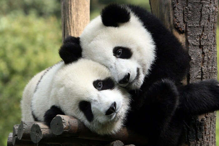 See some Pandas