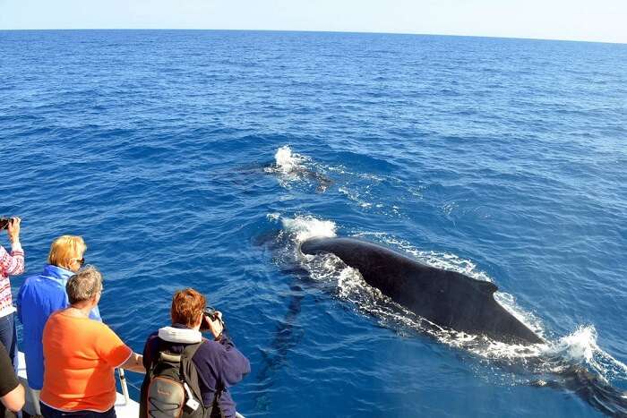 Man watching the whale