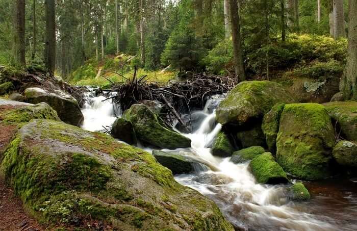 Šumava National Park