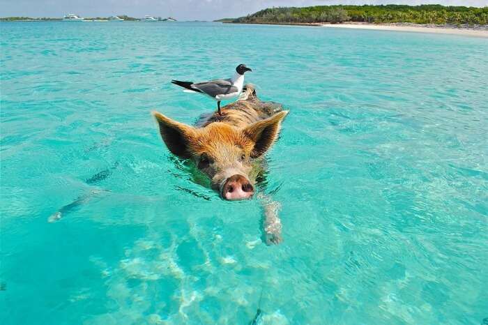 About The Pigs In Bahamas