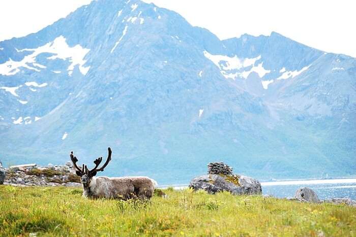 About Wildlife In Norway