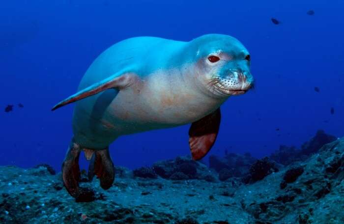 Seal under water