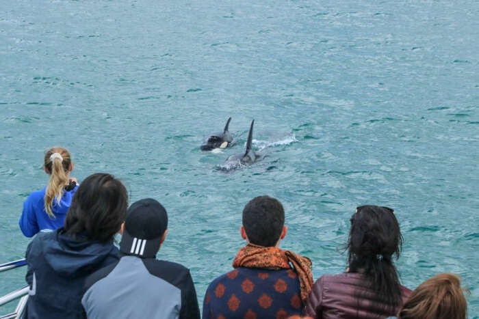 Auckland Whale And Dolphin Safari
