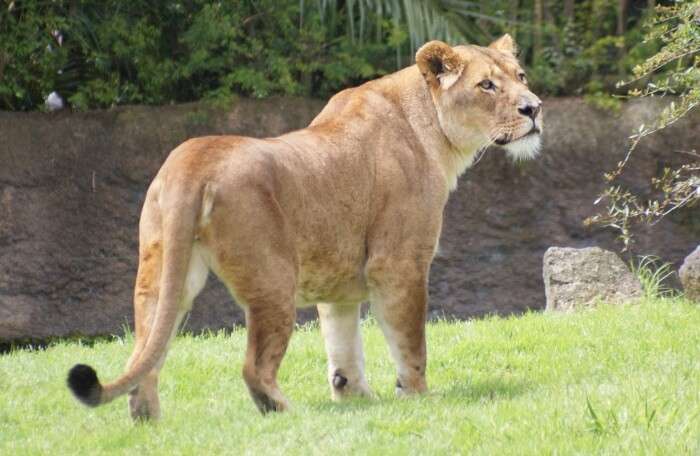 Auckland-Zoo