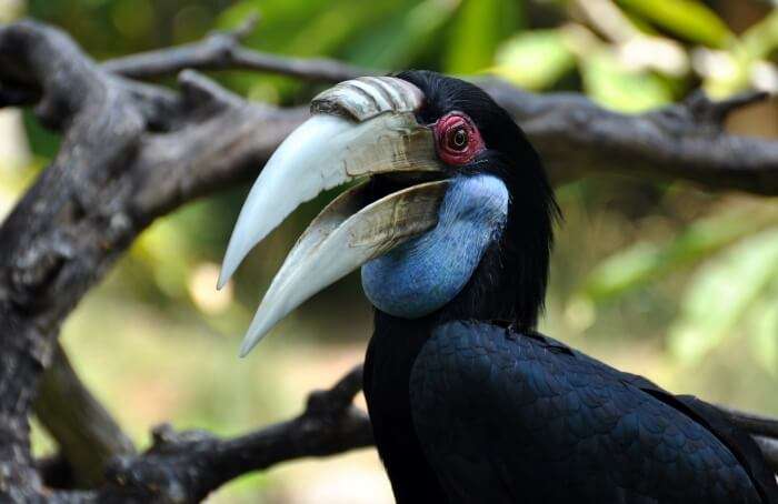 Bali Bird Park Facilities