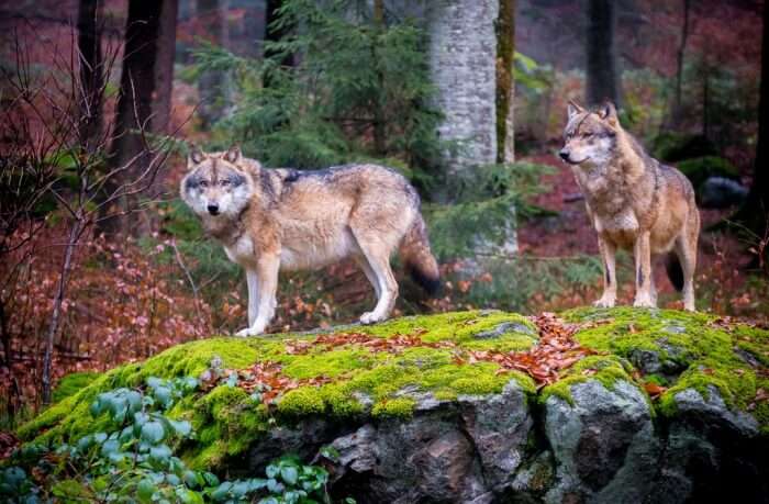 Bavarian Forest National Park