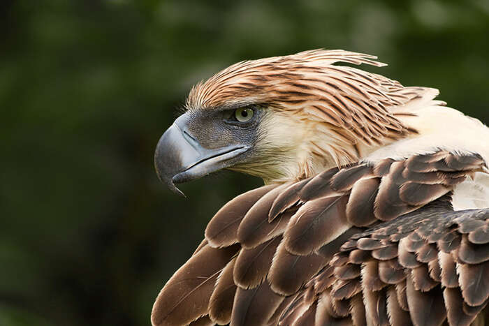 Eagle eye