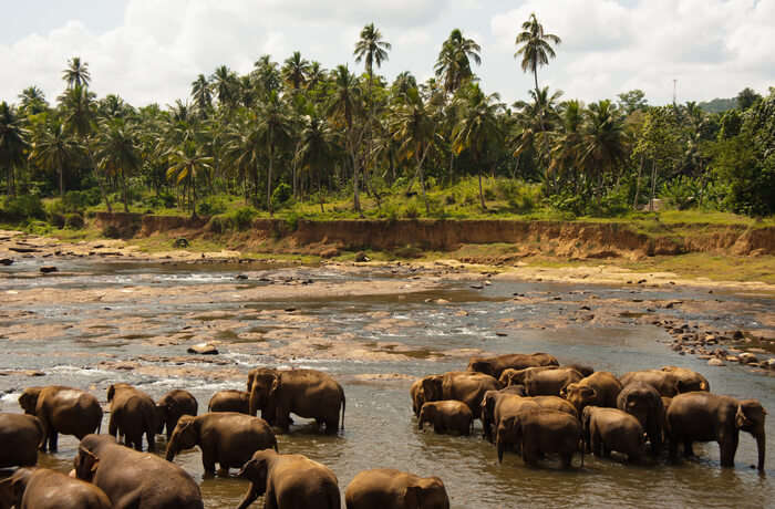 Best Time To Visit Udawalawe National Park