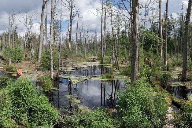 Bialowieza Forest