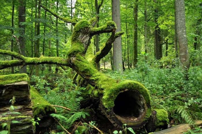 Bialowieza National Park