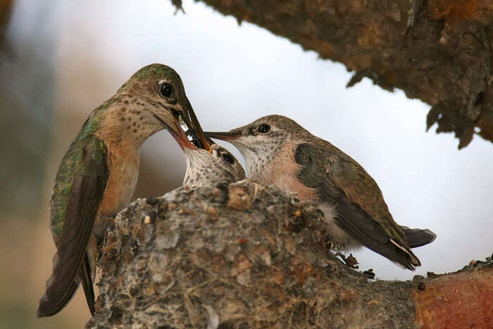 Bird chirping