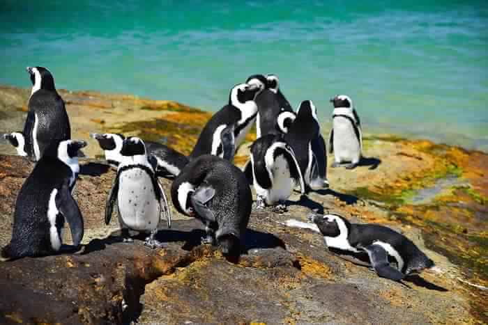 Beach side penguins