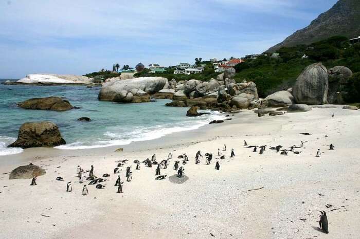 Boulders beach