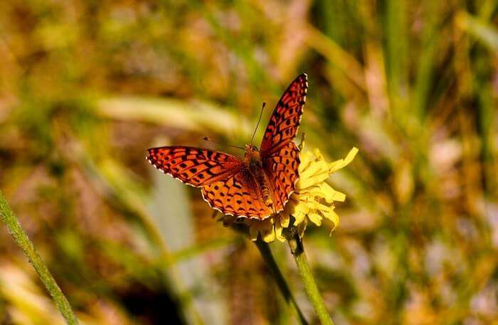 Beautiful Butterfly View