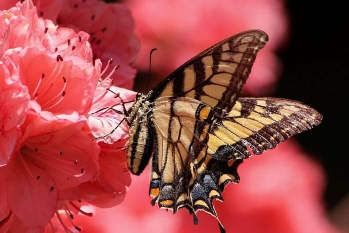 Butterfly World