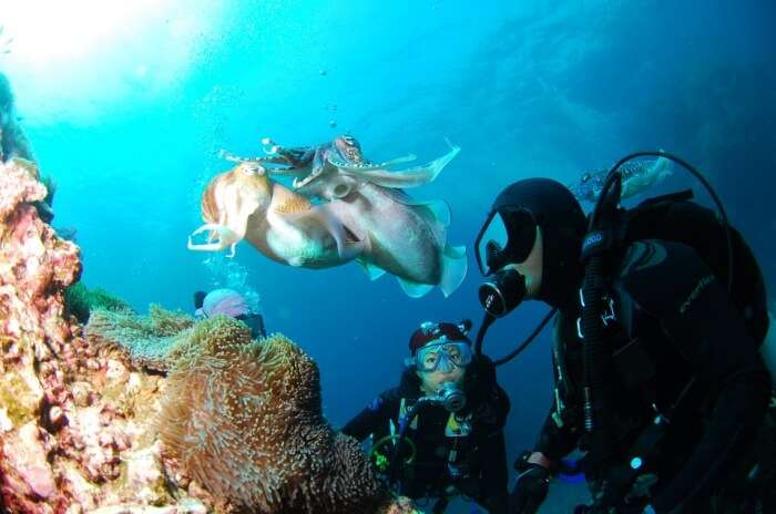 Scuba Diving Sea Underwater