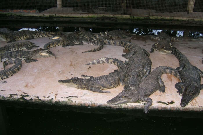 Crocodile Farm