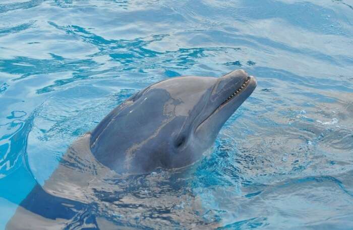 Dolphins & Whale Watching