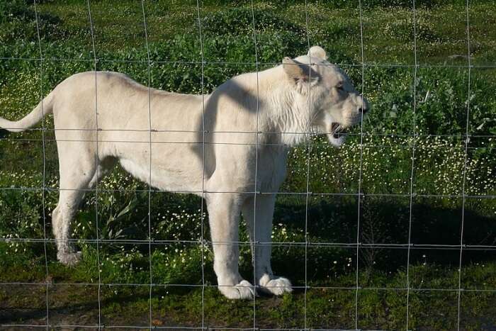 Drakenstein Lion Park