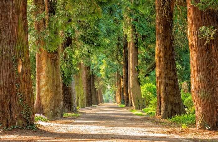 Dunggir National Park