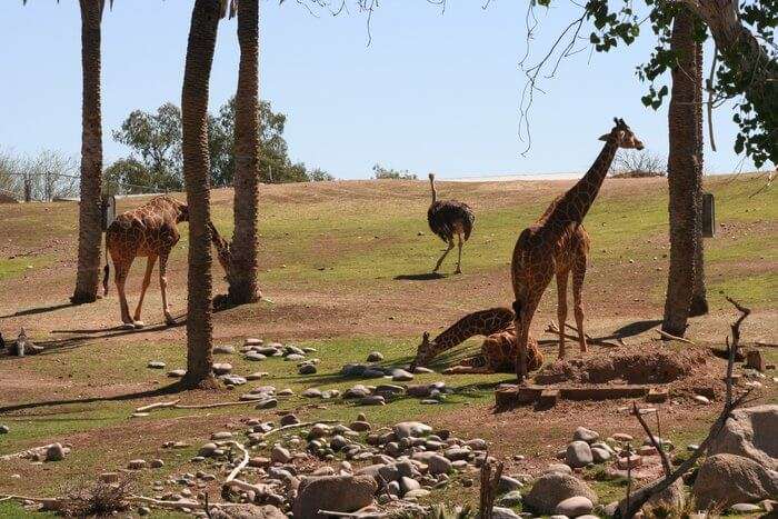 Zoo animals and giraffe