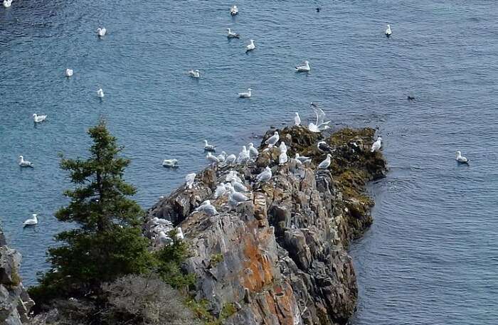 East Coast Trail View