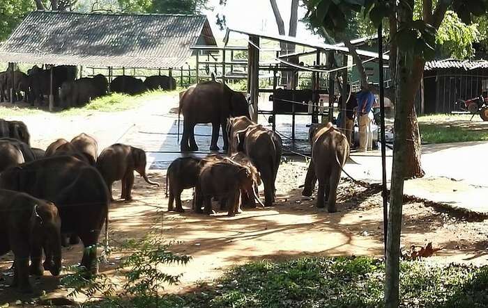 Elephant Transit Home