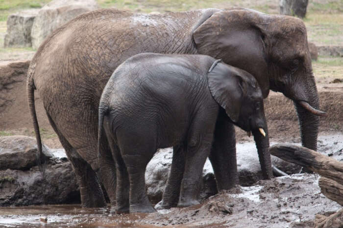 Elephant’s World