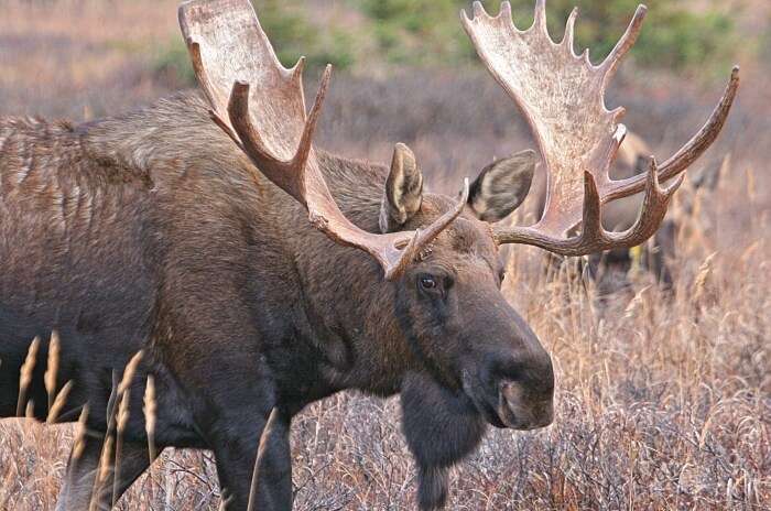 European Elk