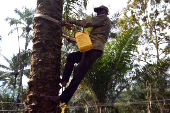 Experience Palm Wine