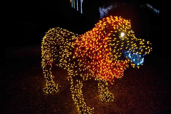 Experience The Zoolights In Phoenix Zoo