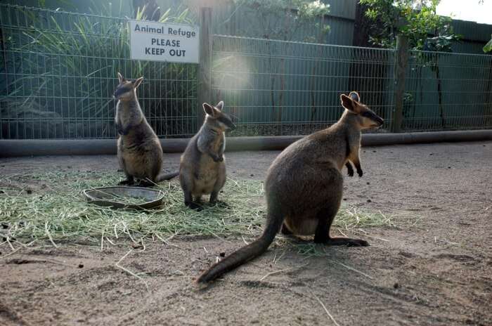 Featherdale Wildlife Park