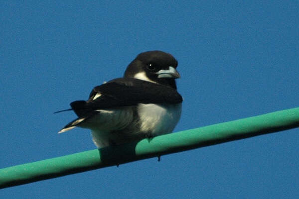 Fiji Woodswallow