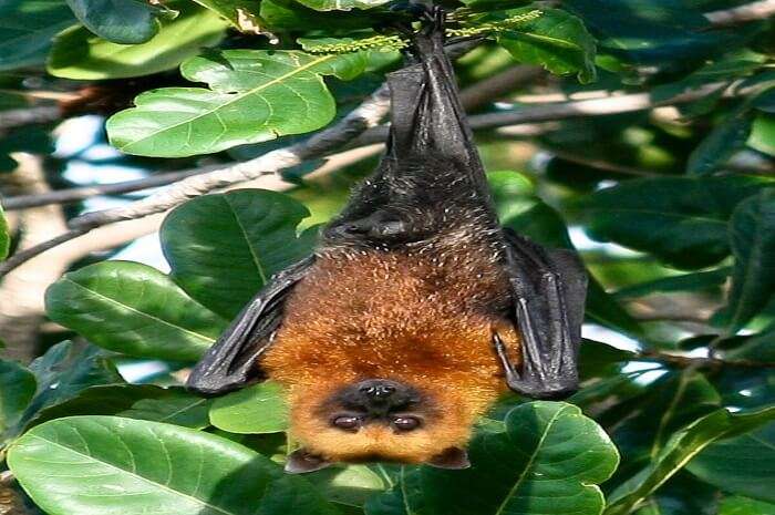 Fijian Monkey-Faced Flying Fox