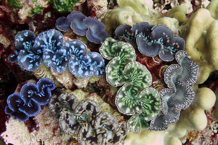 Giant Clams and Underwater Cave
