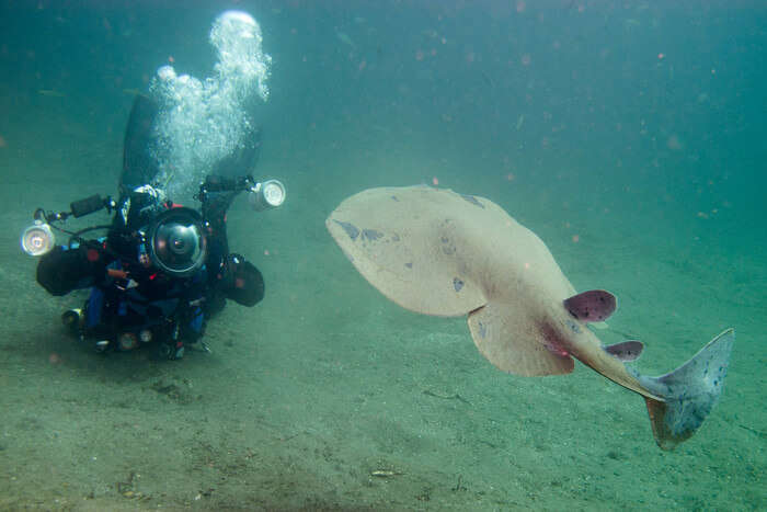 Large fish in sea water