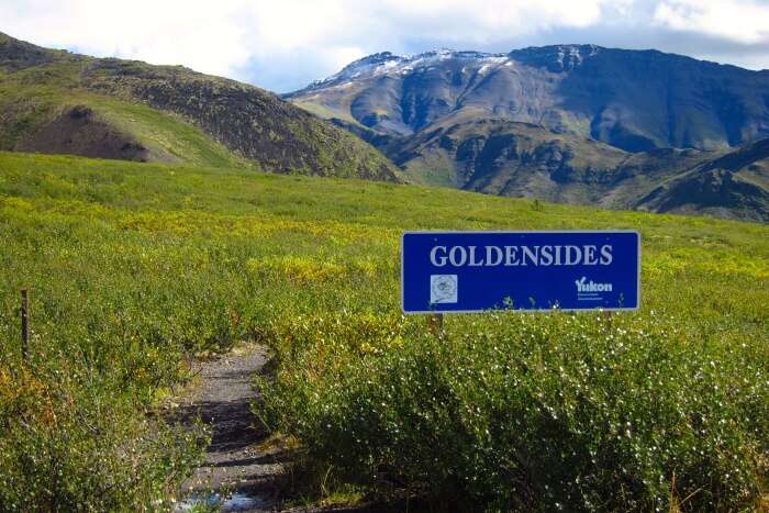 Goldensides