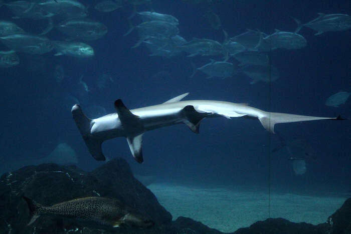 Hammerhead shark