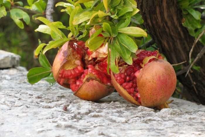 Hanging Pomegranate