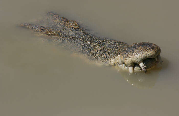 Crocodile in sand
