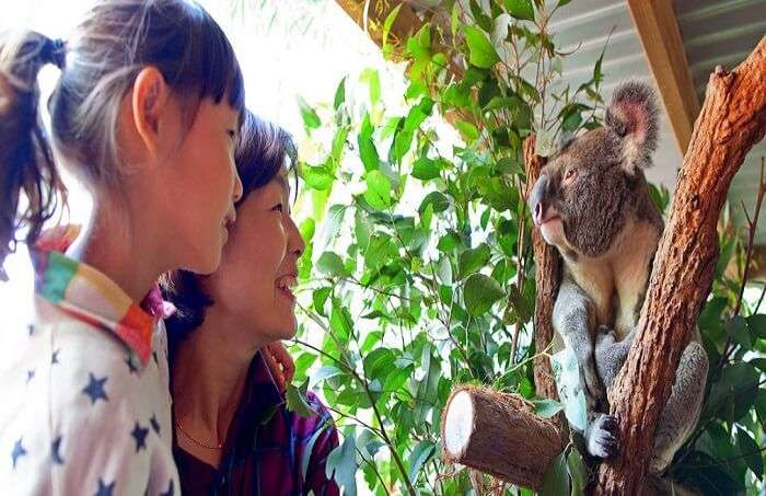 have breakfast with a koala