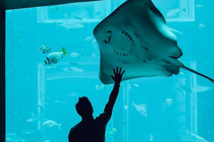 Large fish in Aquarium