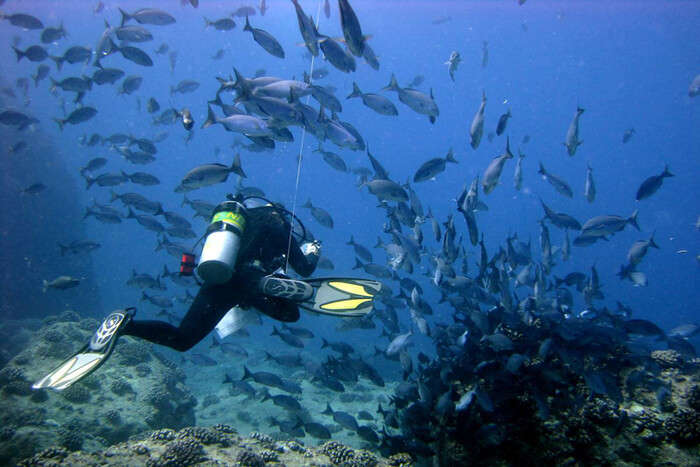 Many of small fish in sea water