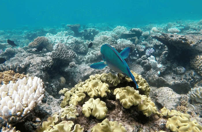 Under sea water view