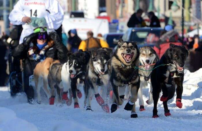 Dog race