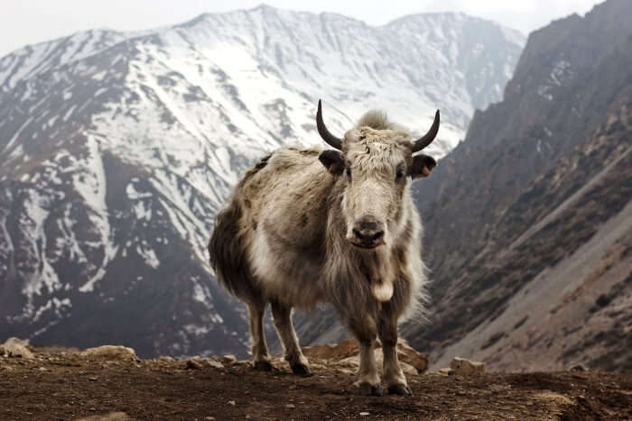 Is Annapurna Trek for everyone