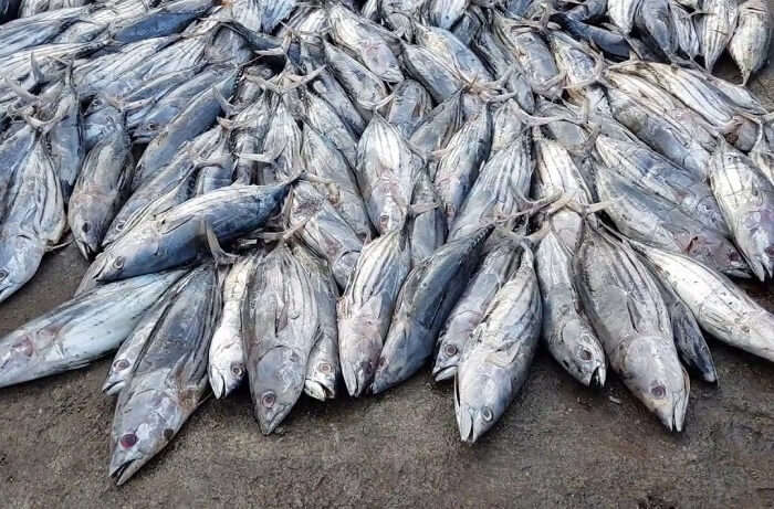 Jaffna Fish Market